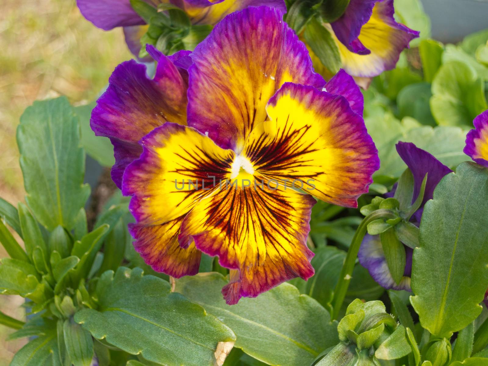 Colorful Pansy Viola tricolor blossom flowering by PiLens