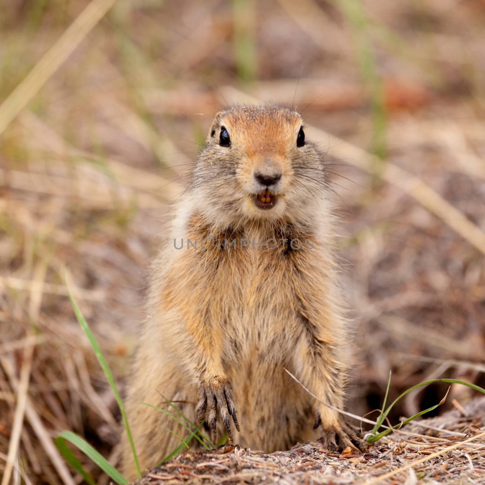 Curious Arctic ground squirrel Urocitellus parryii by PiLens