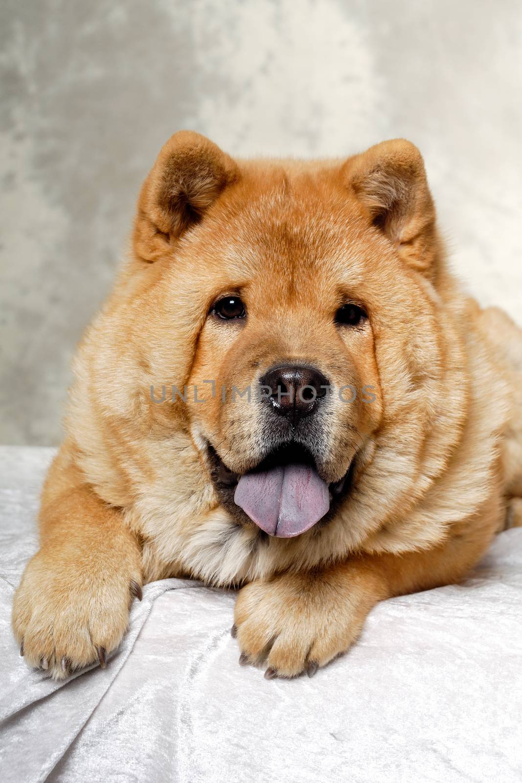 A Chow dog is resting