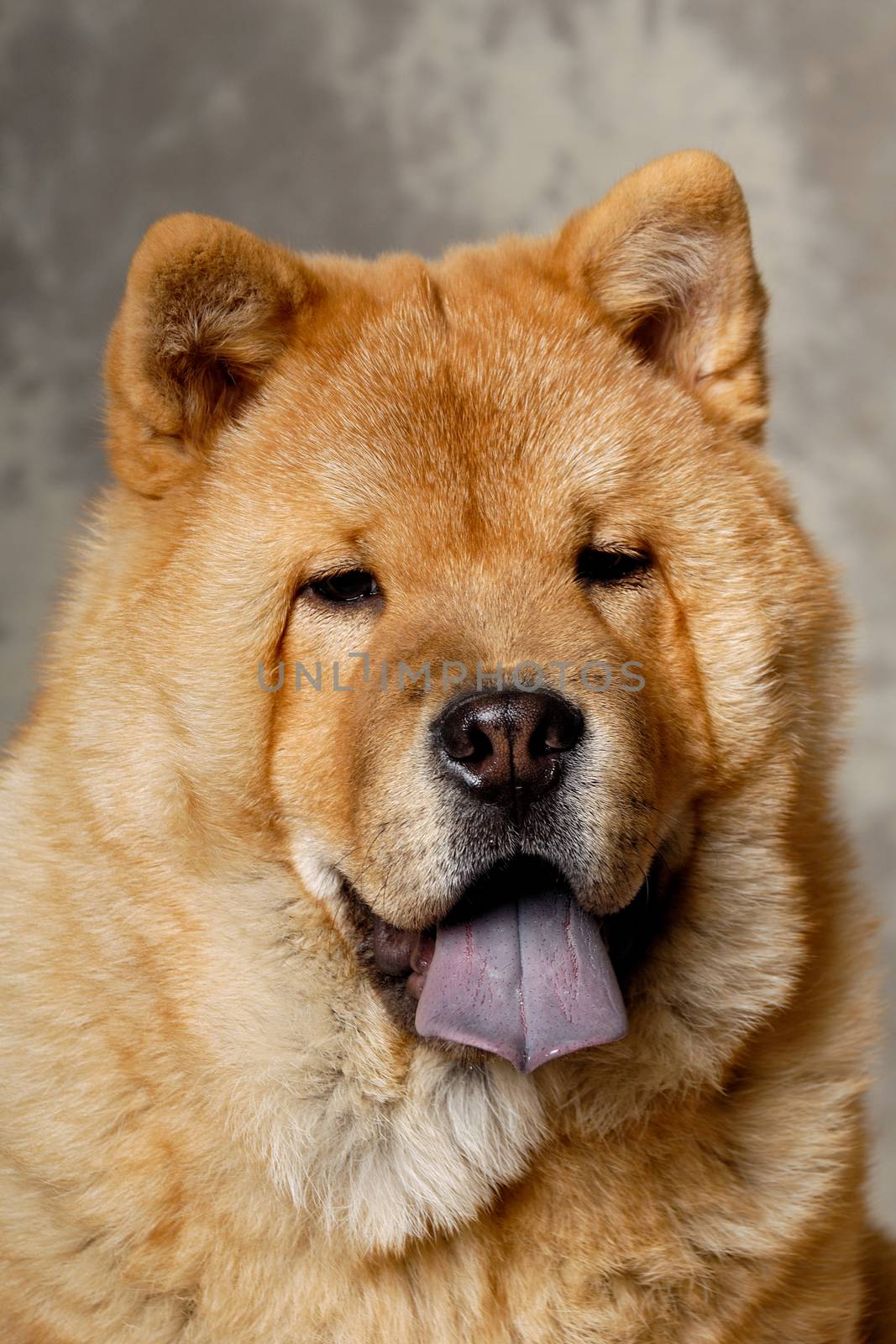A face of a Chow dog