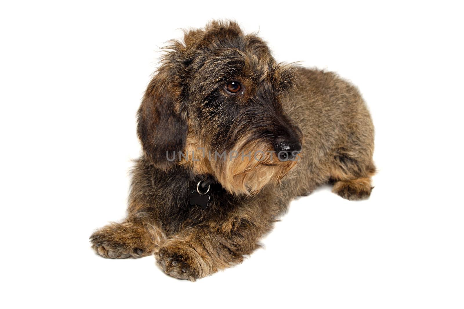 Dachshund dog isolated on a clean white background