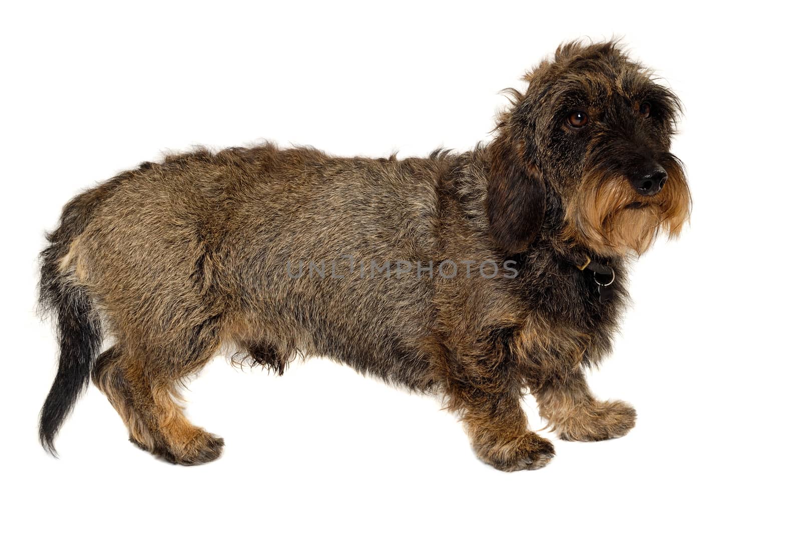 Dachshund dog is standing on white background