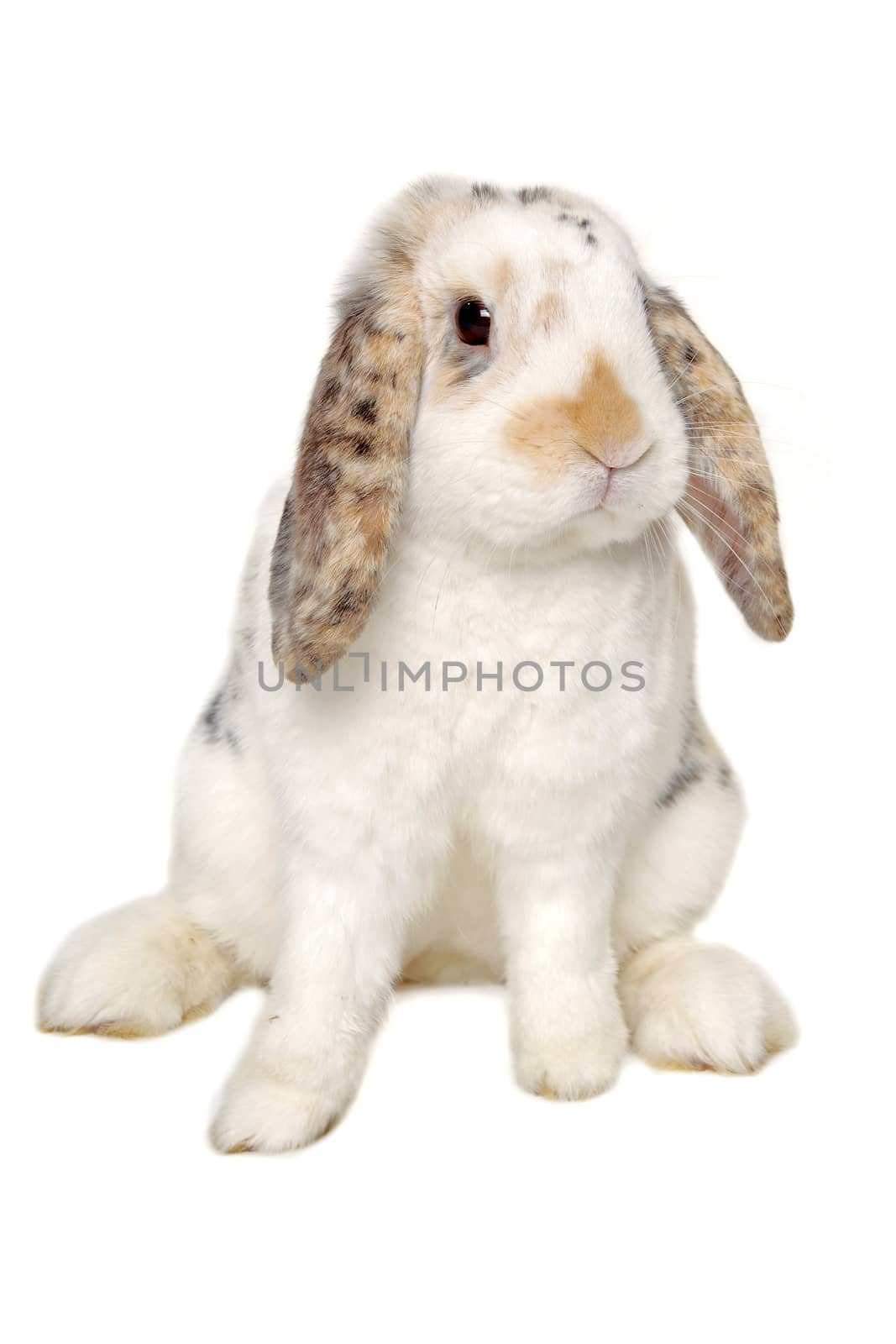 Sweet sad rabbit is sitting on a white background