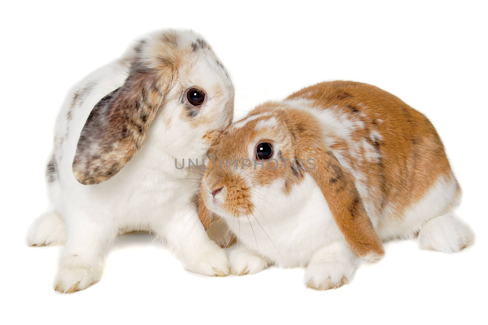 Two rabbits isolated on a white background by cfoto