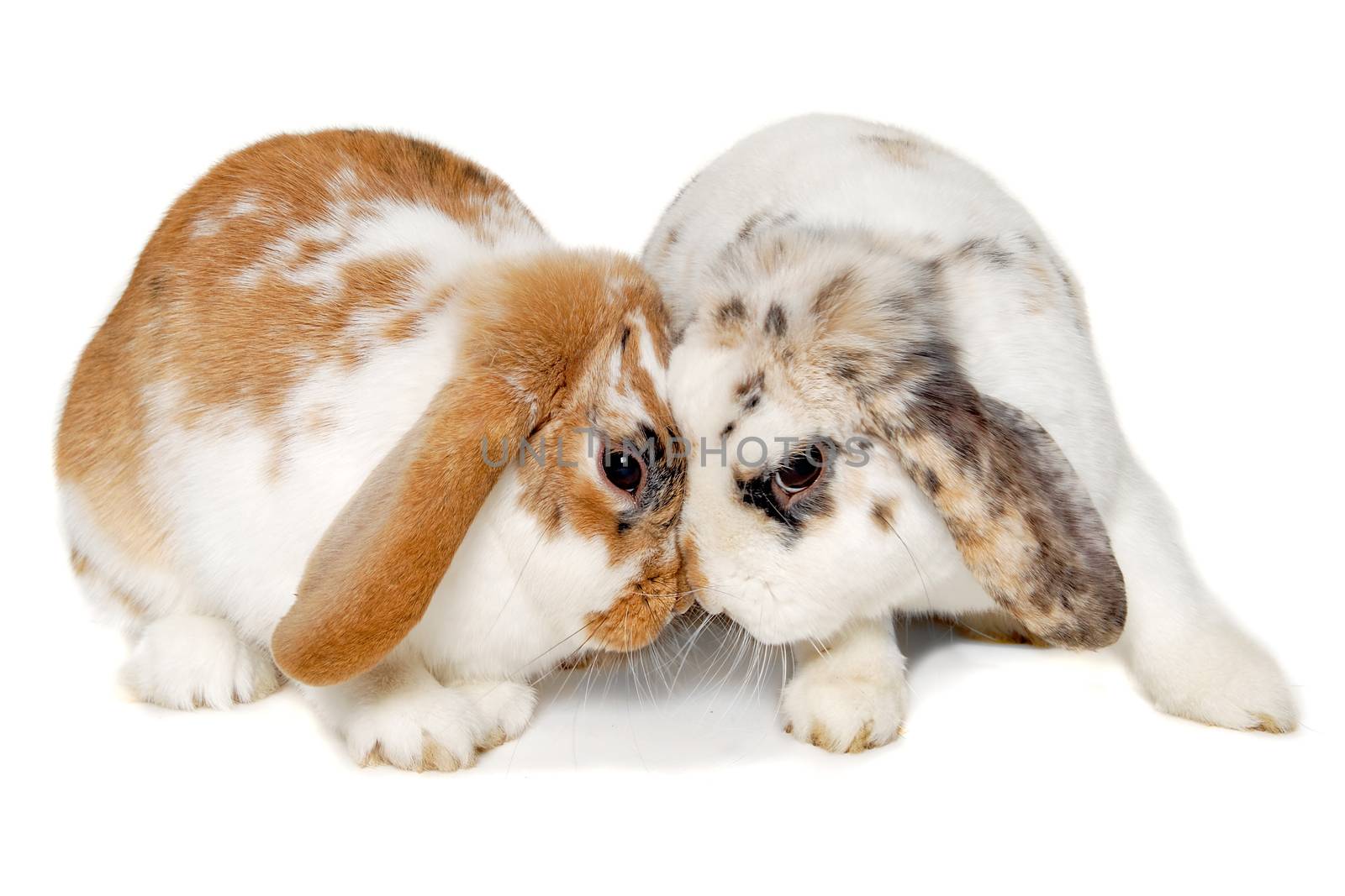 Two rabbits isolated on a white background by cfoto