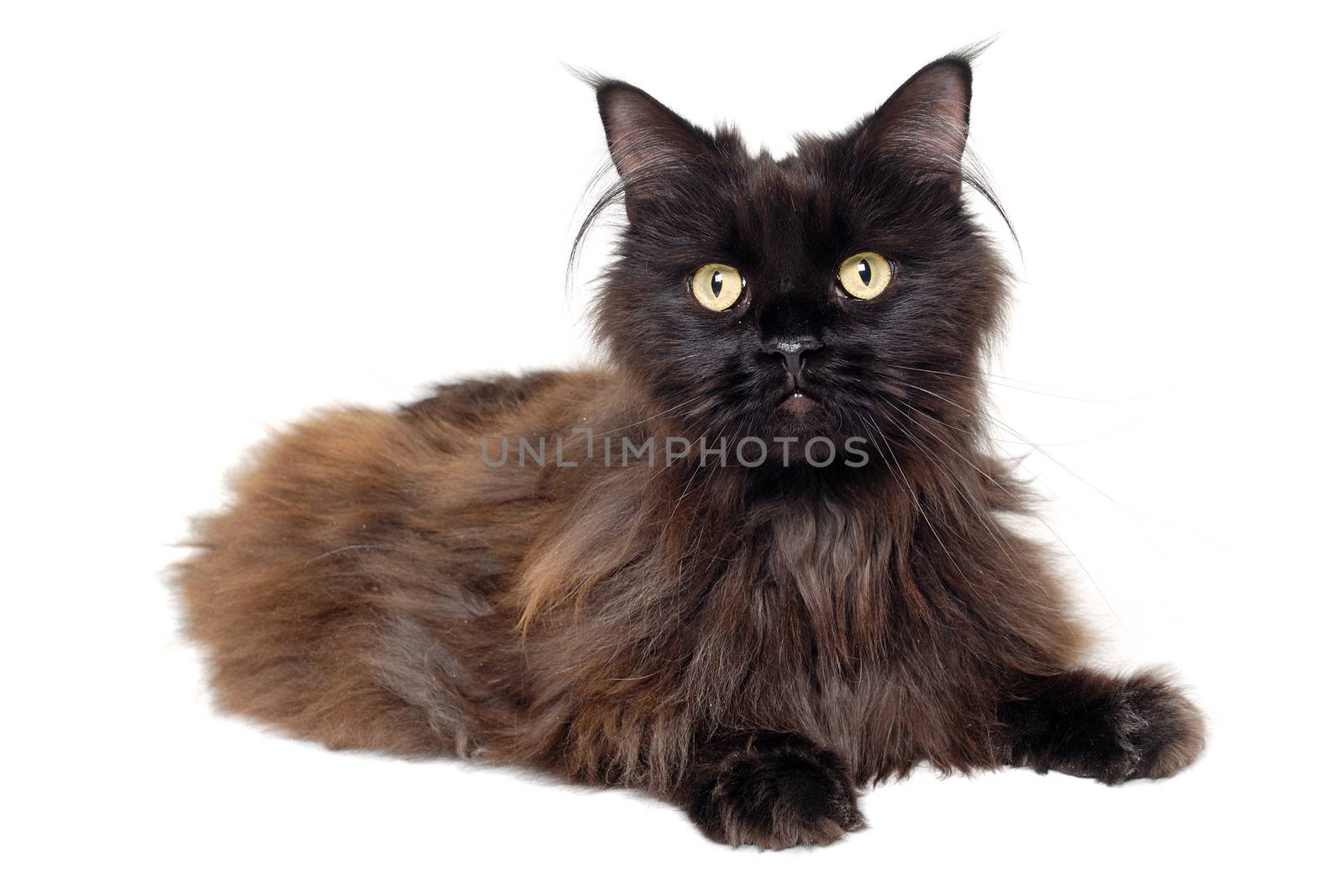 Black cat isolated on a white background by cfoto