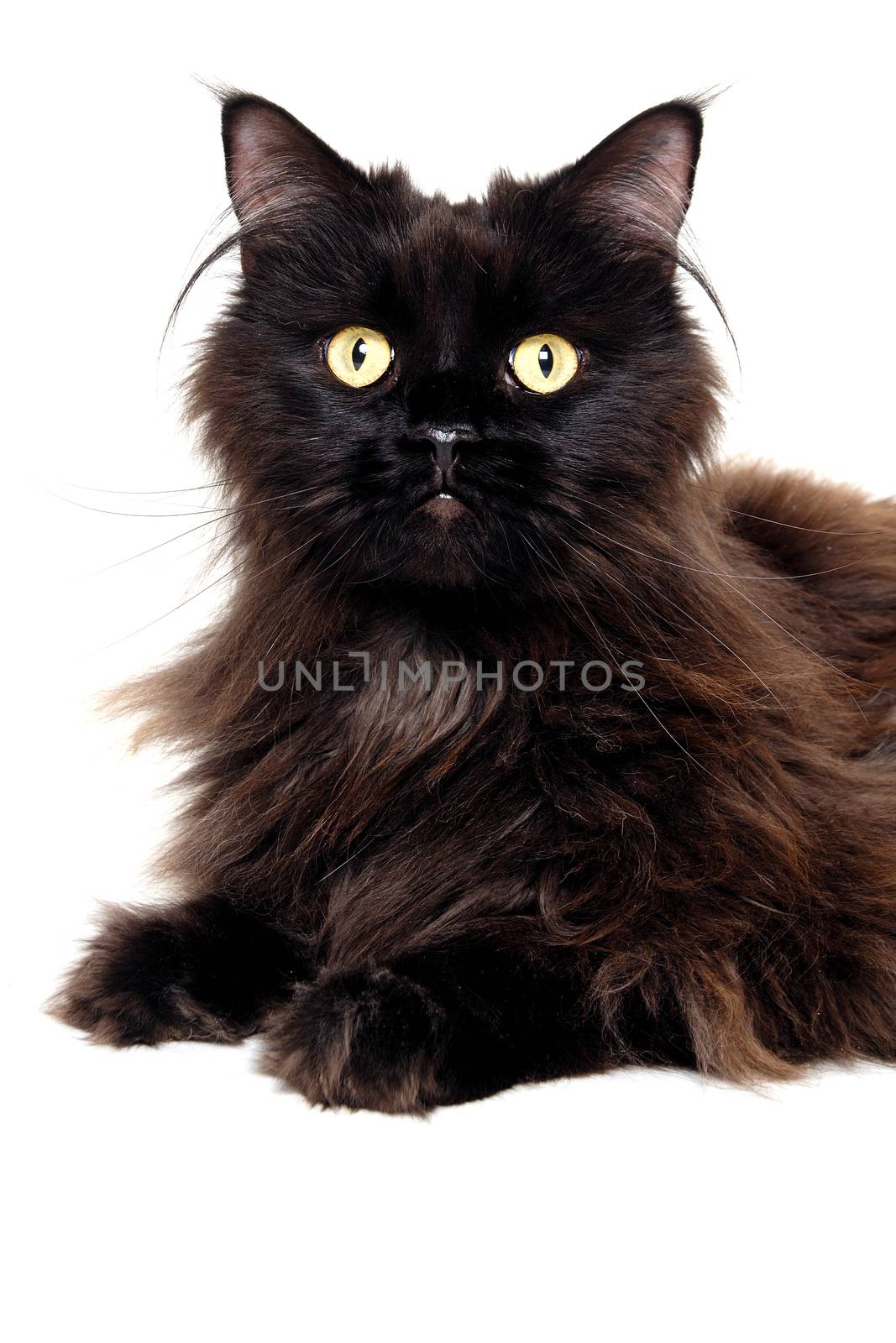 Black cat isolated on a white background by cfoto