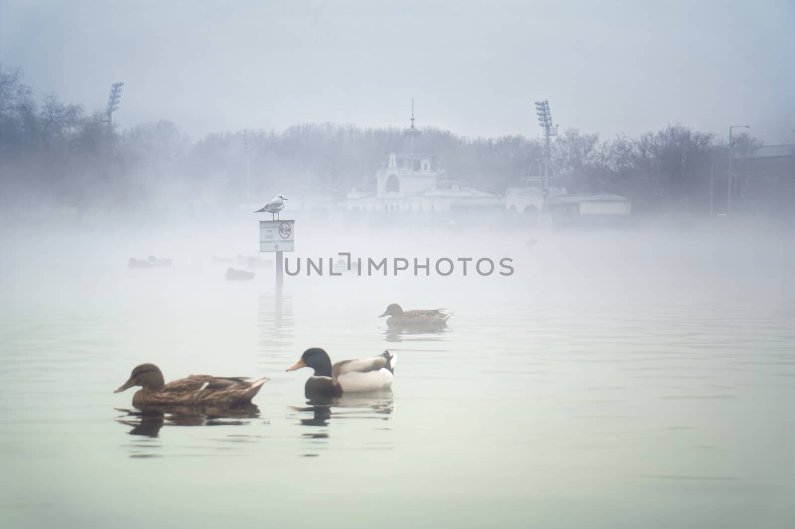 Budapest SPA