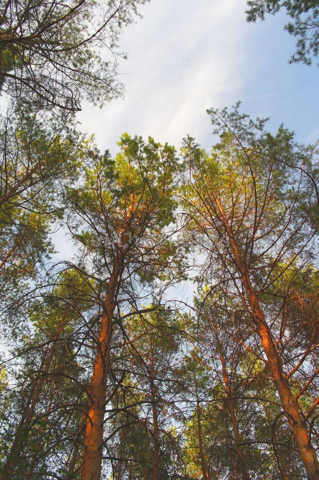 Summer nature with pines on blue sky 