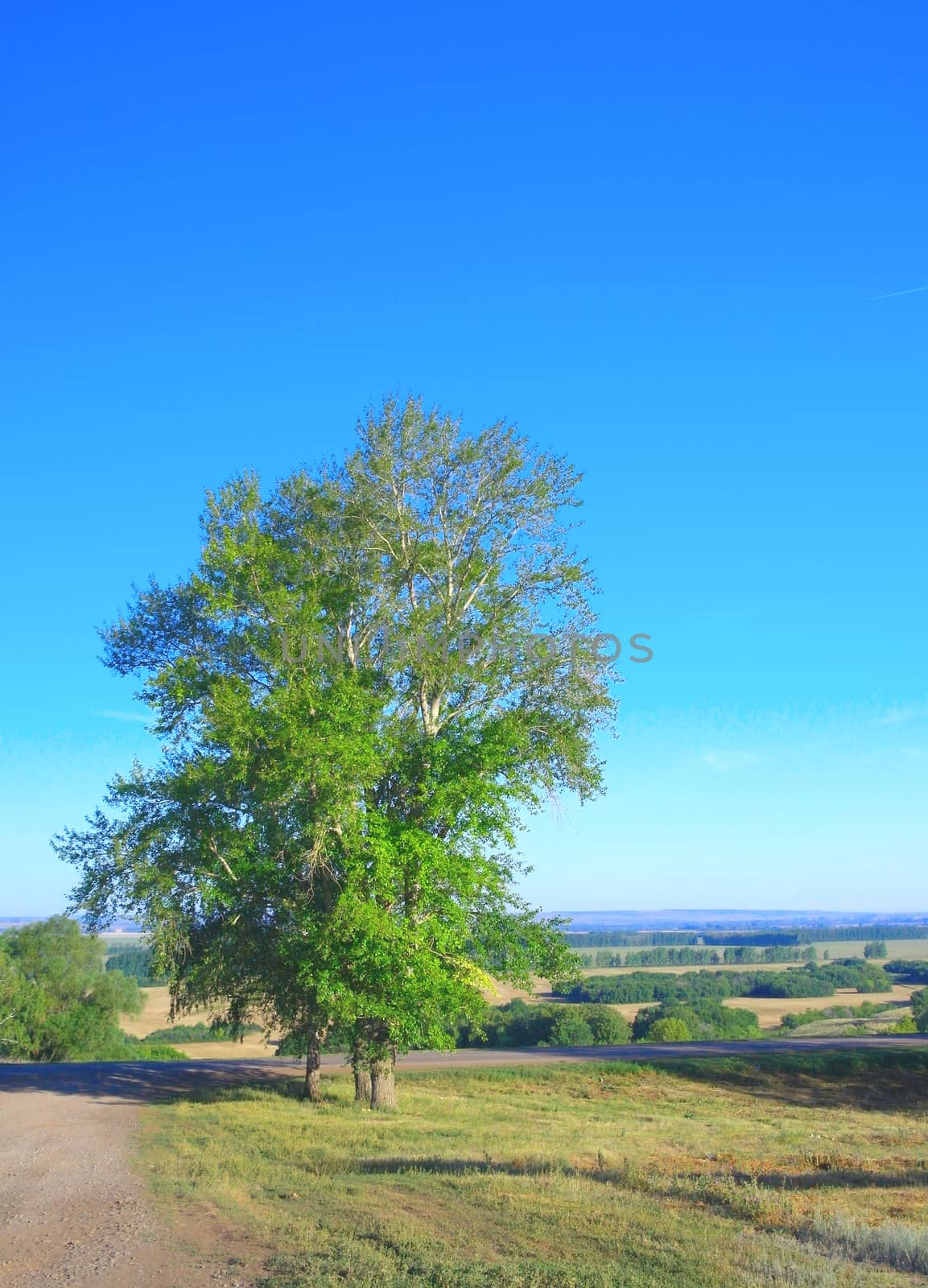 Morning beautiful landscape with trees, blue sky and forest