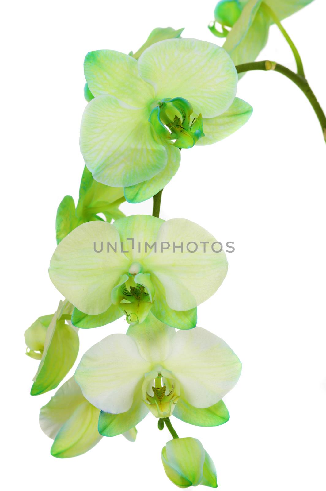 Green orchid ( real fresh orchid )