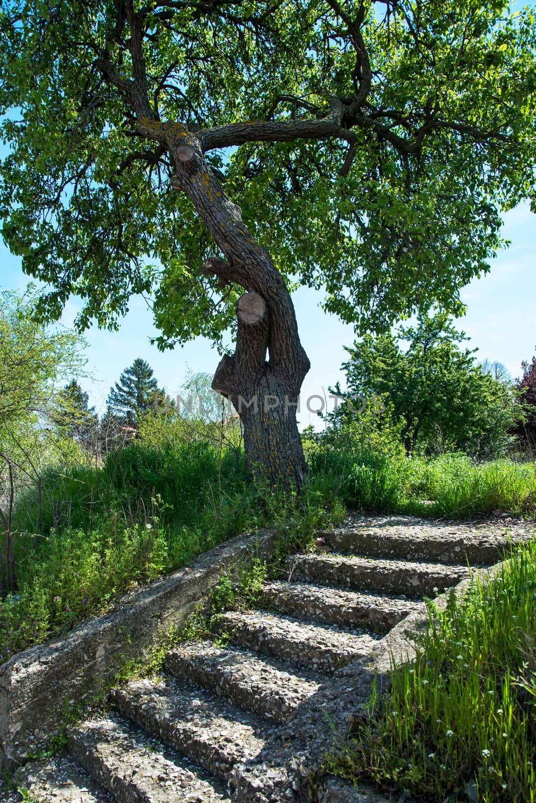 tree and old stone step in south city