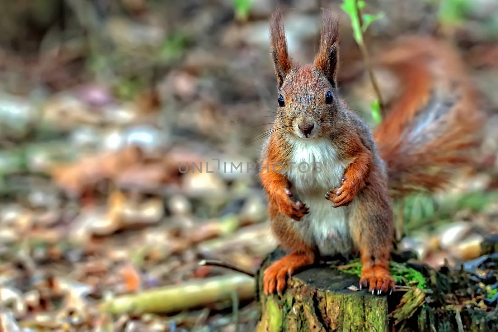 Red squirrel in the forest, in the wild