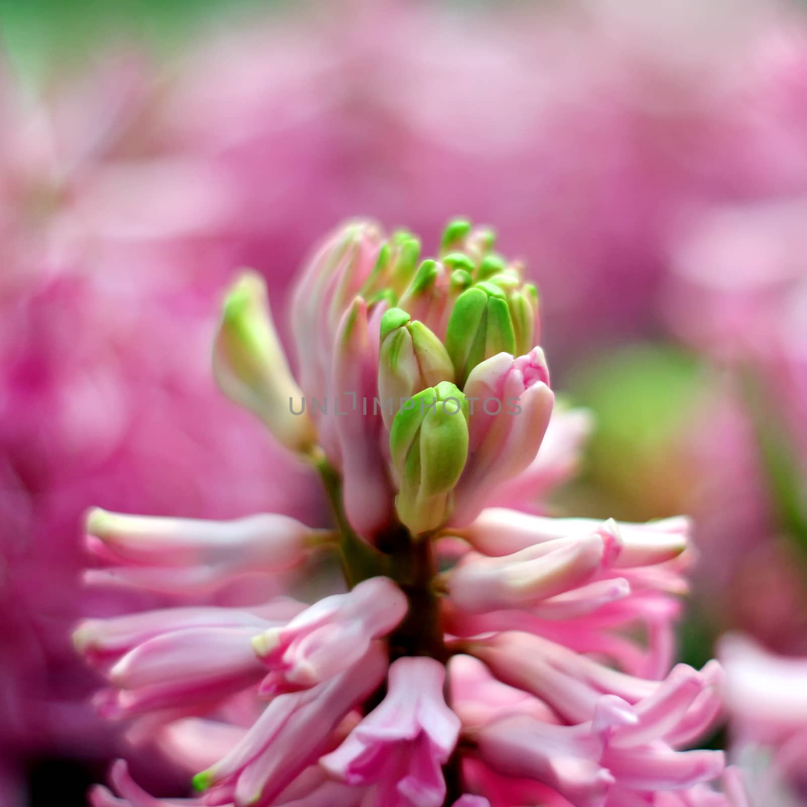 hyacinth bud in the garden