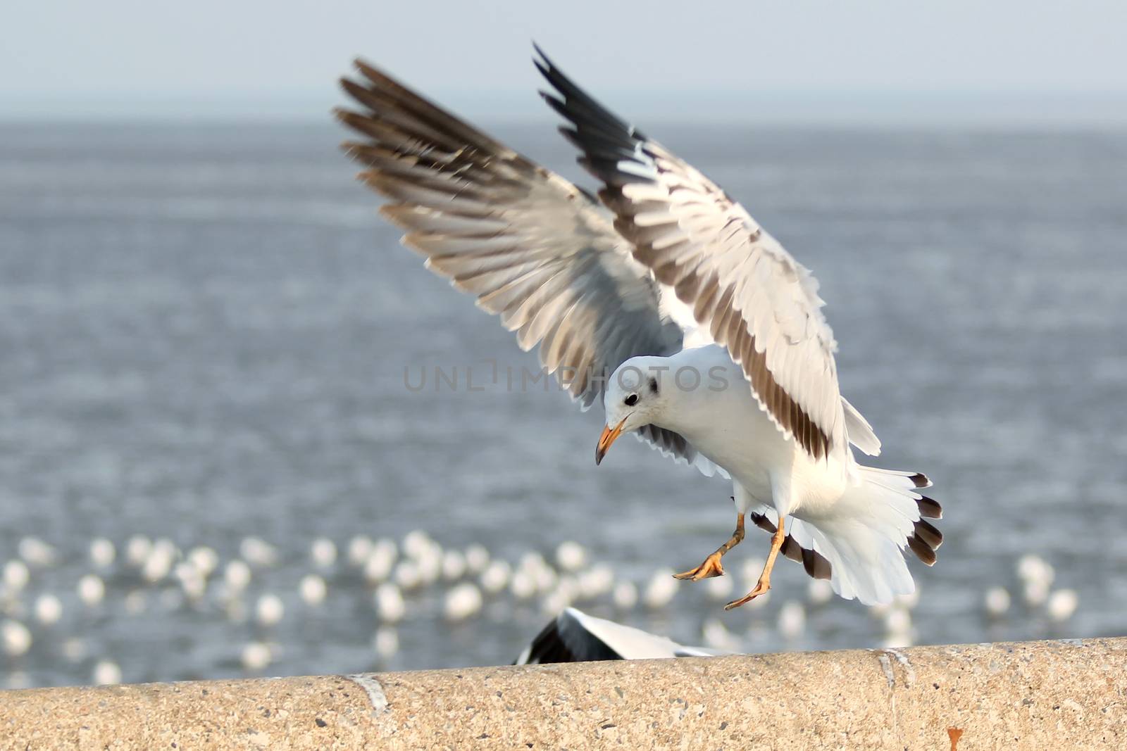 Seagull landing on the ground