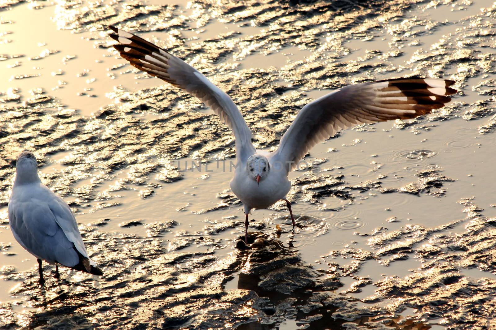 Seagull landing on the ground