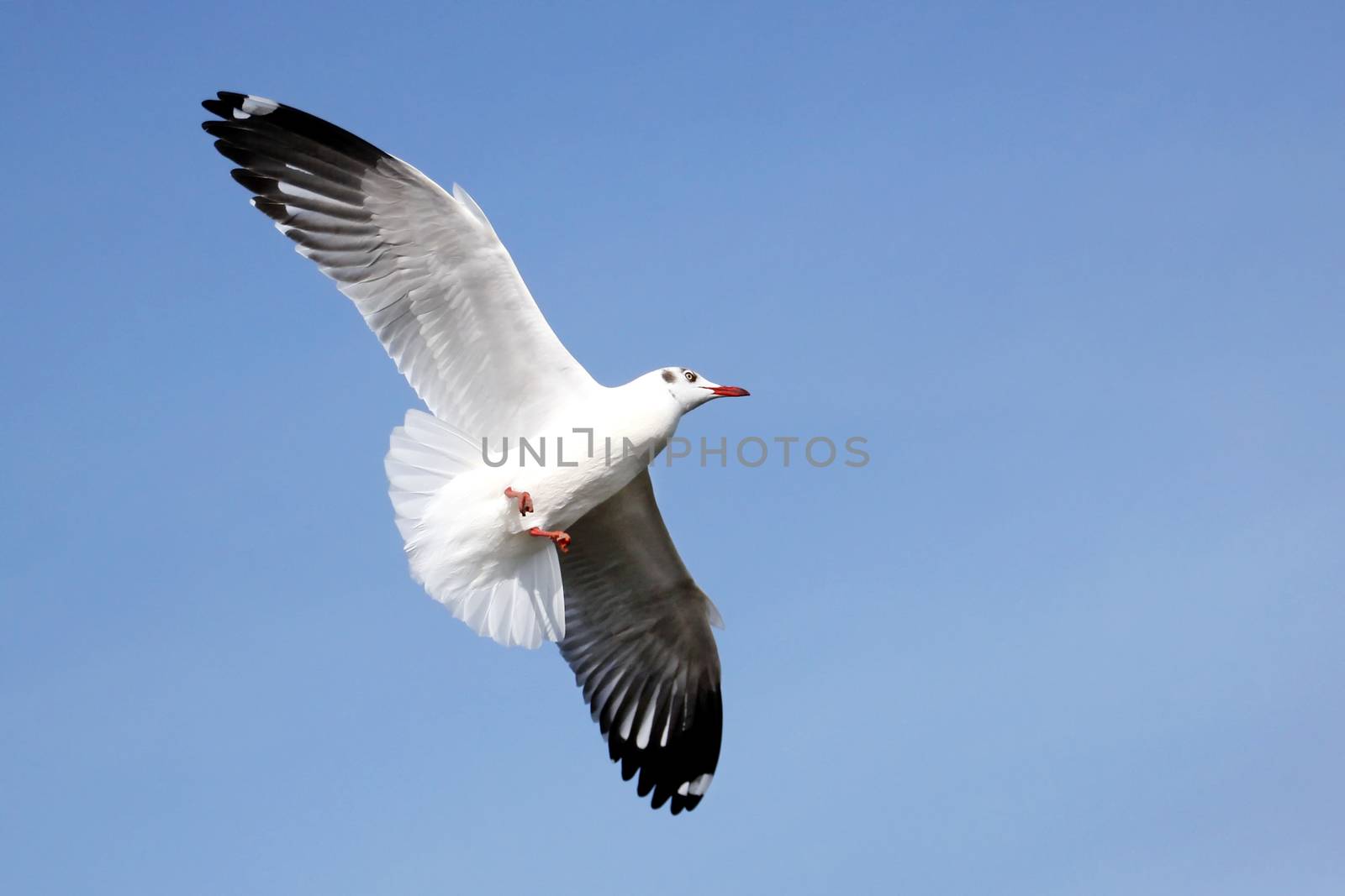 Seagull flying against the beautiful sky