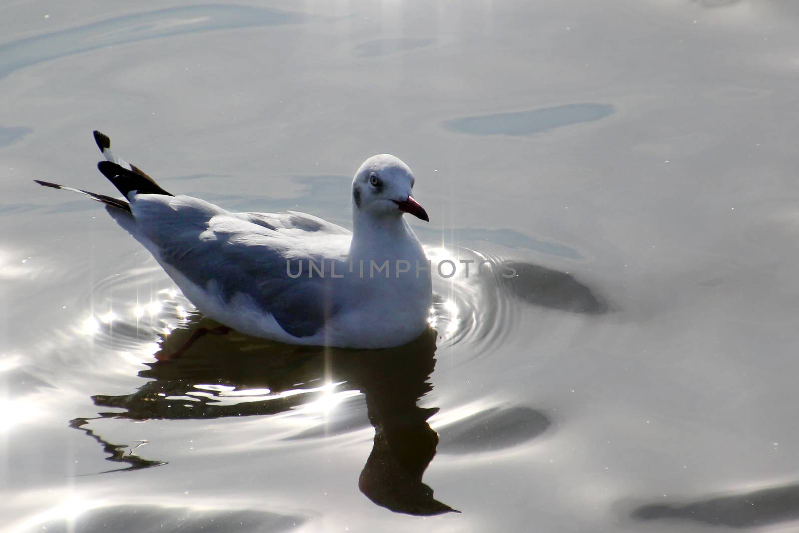 Seasonal migratory seagull along the Gulf of Thailand