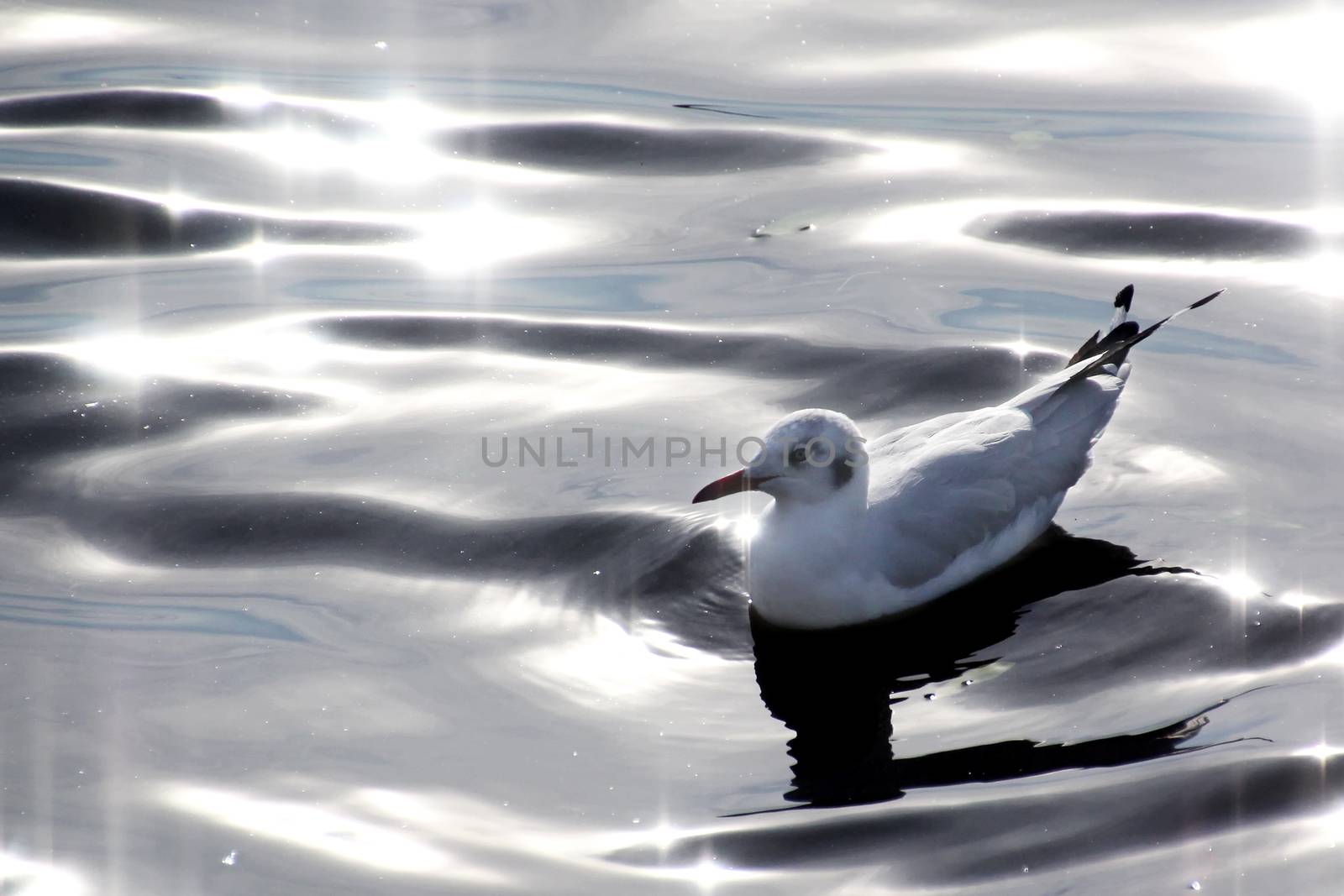 Seasonal migratory seagull along the Gulf of Thailand