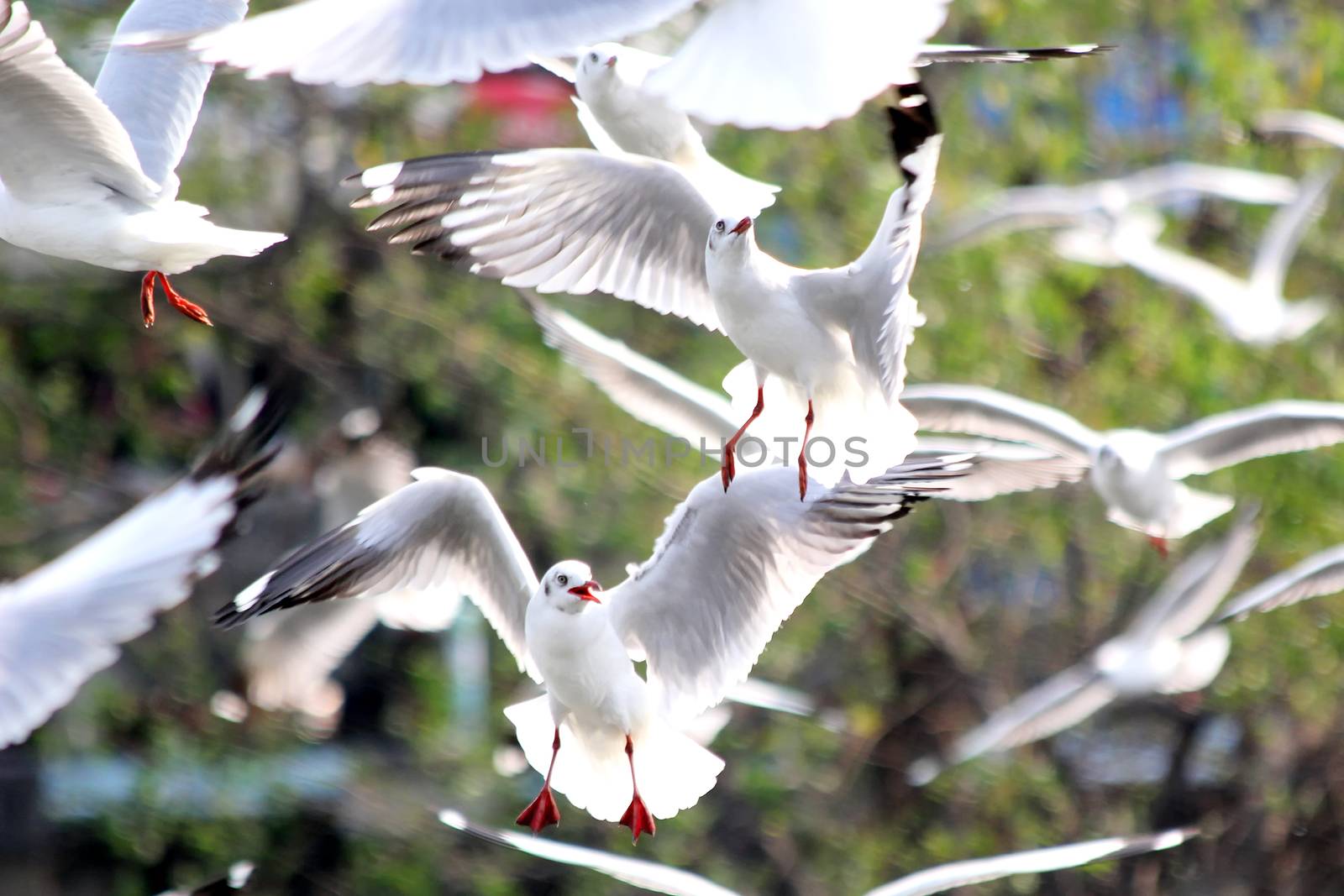 Seasonal migratory seagull along the Gulf of Thailand