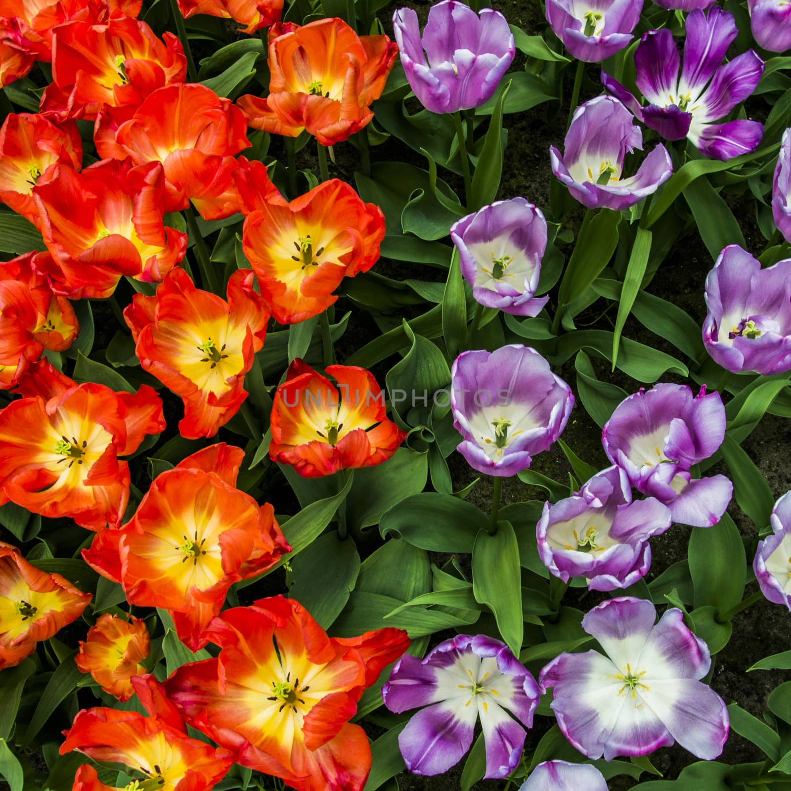 Tulips in the Keukenhof garden Netherlands by enrico.lapponi