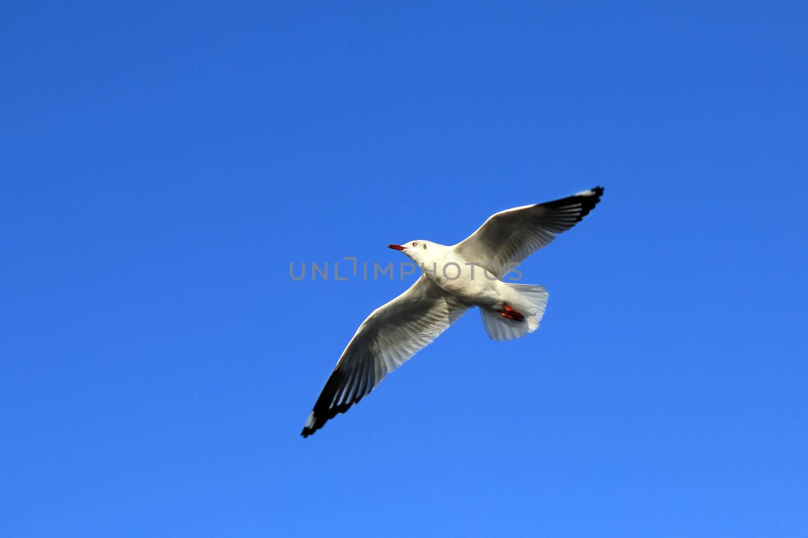 Seagull Flying Against the Beautiful Sky