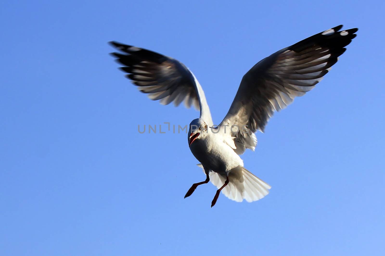 Seagull Flying Against the Beautiful Sky