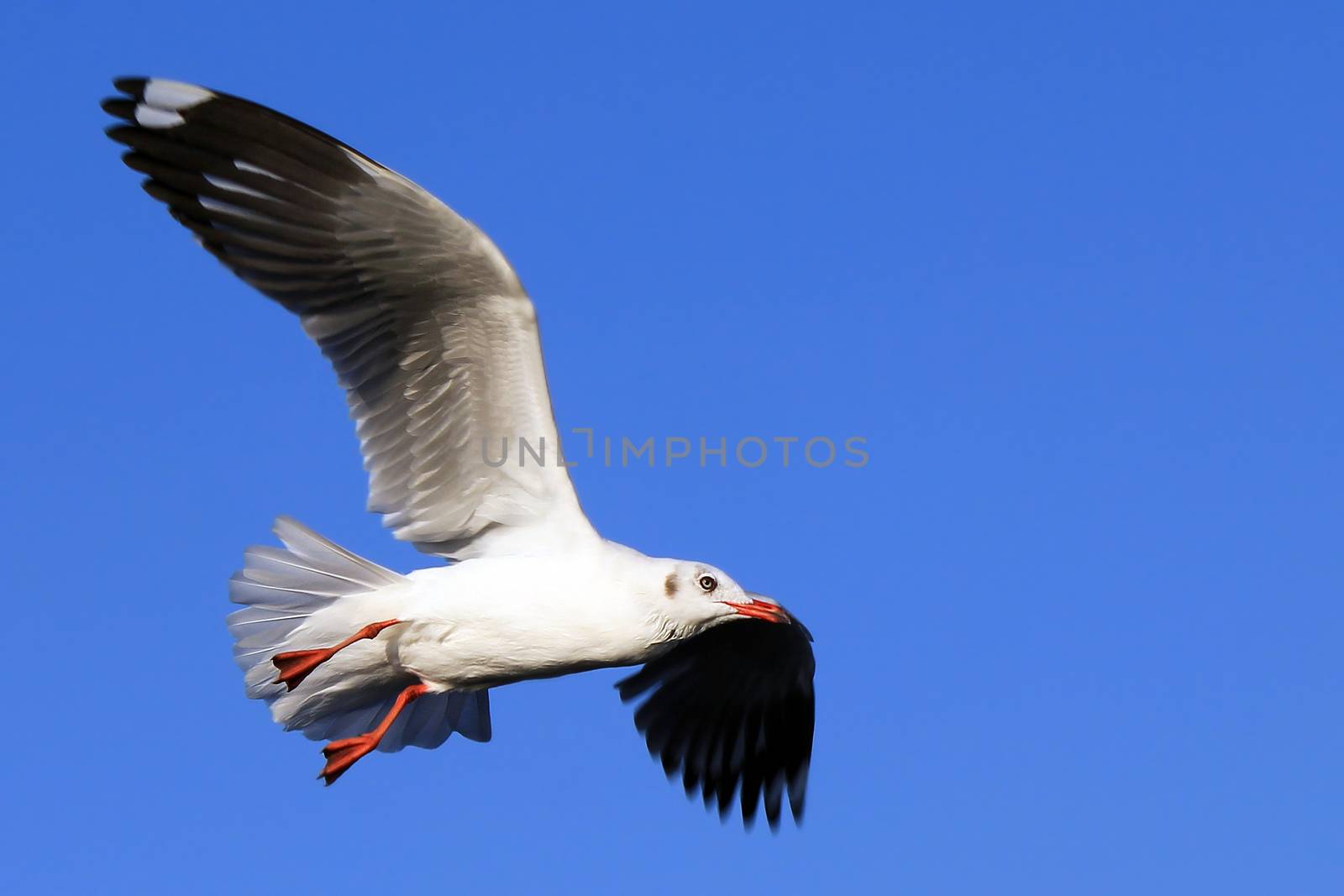 Seagull Flying Against the Beautiful Sky