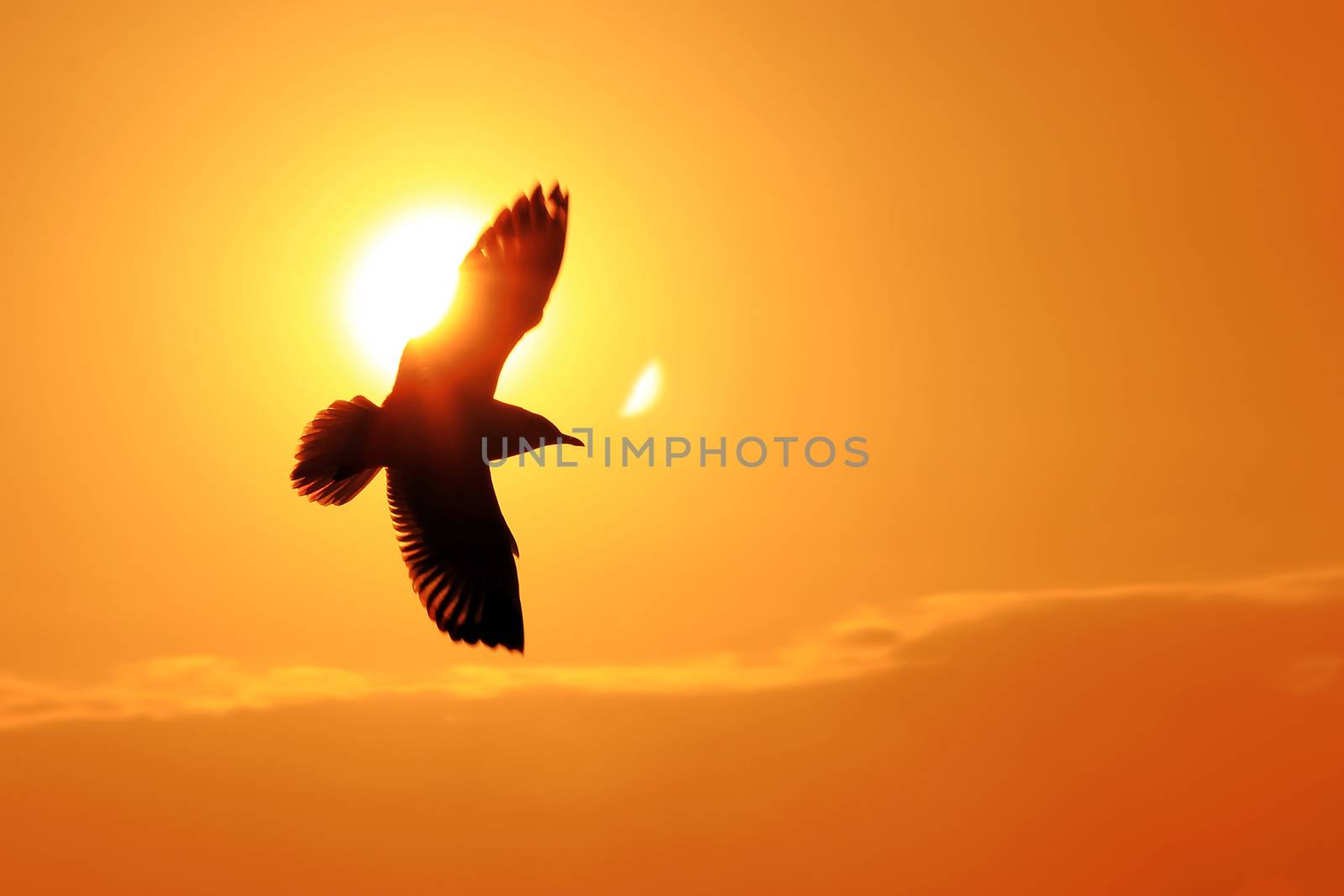 Seagull Flying Into the Sunset  by leisuretime70