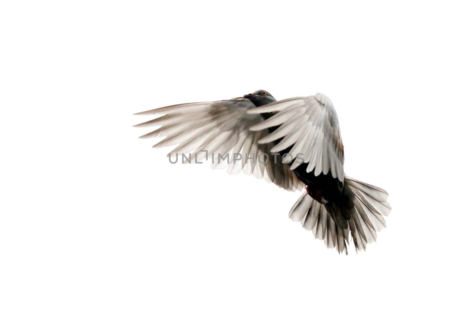 Free Flying Dove Isolated on a White