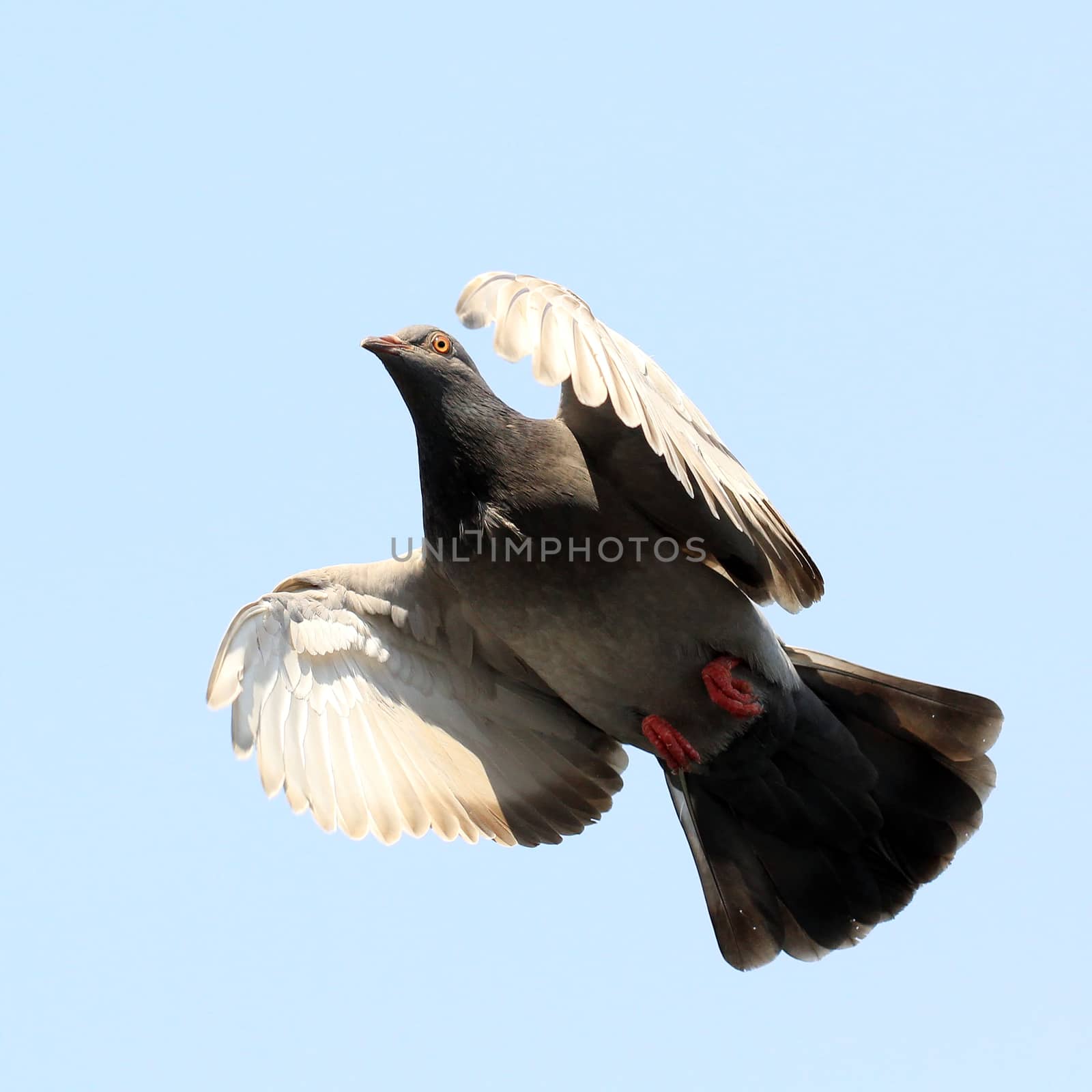 flying pigeon against beautiful sky