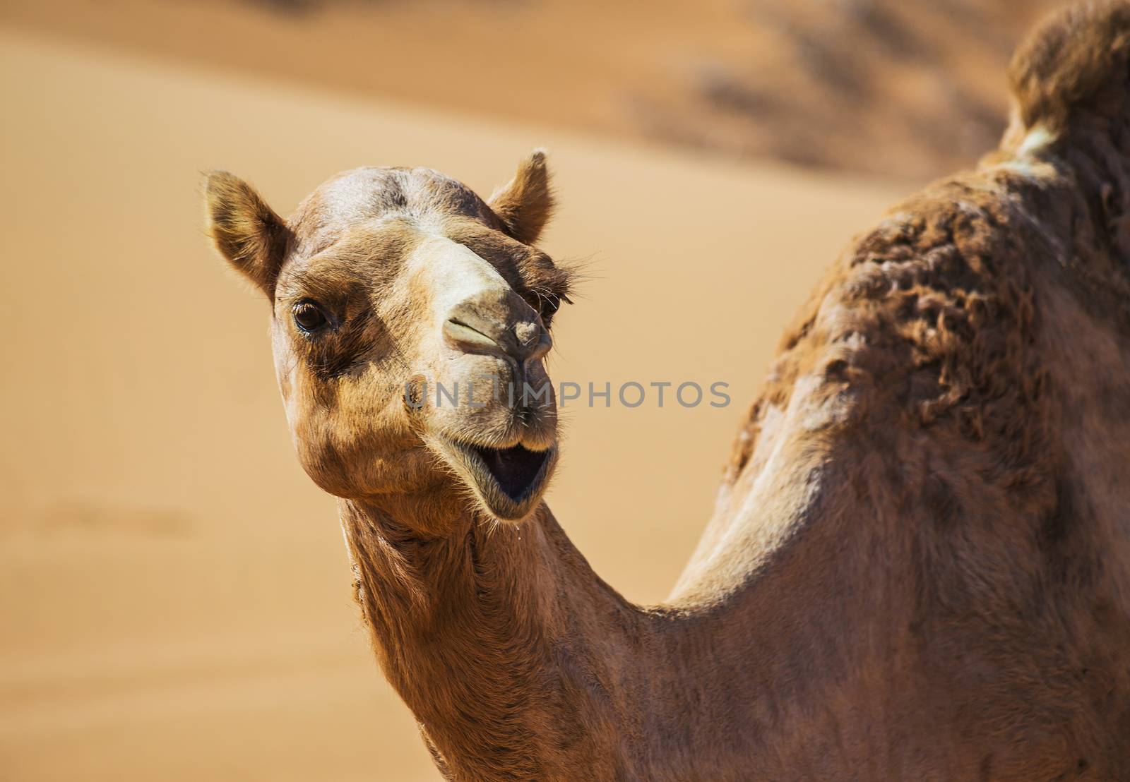 Desert landscape with camel. Sand, camel and blue sky with clouds. Travel adventure background.