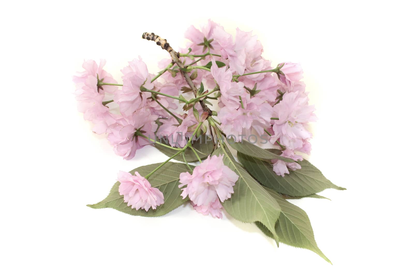 East Asian cherry blossoms on a light background