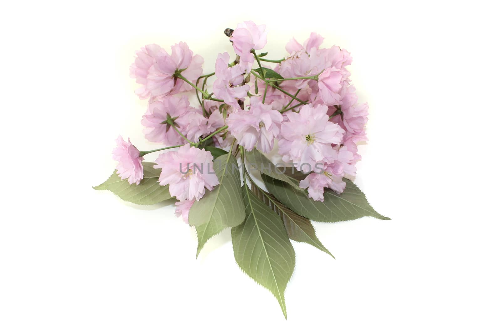 branch of East Asian cherry blossoms on a light background