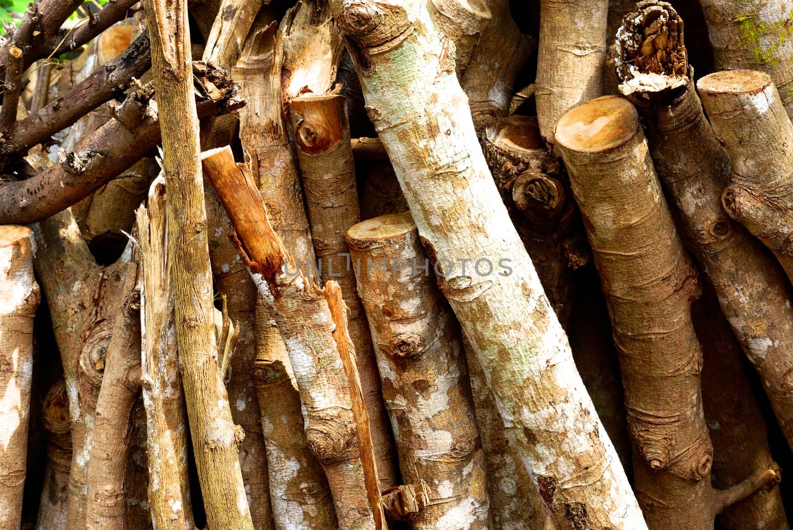 detail of natural wood texture,shallow focus