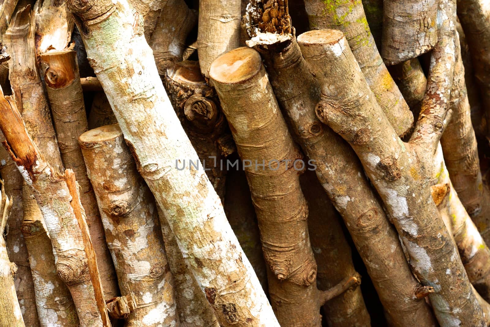 detail of natural wood texture,shallow focus