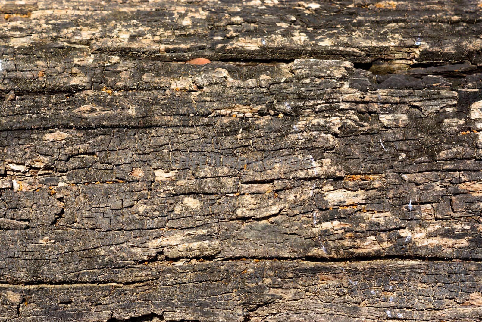 detail of natural wood texture,shallow focus