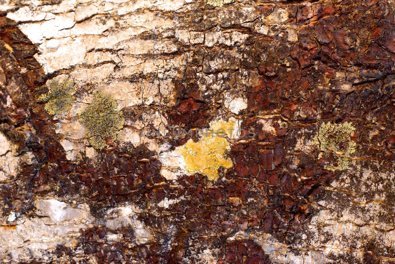 detail of natural wood texture,shallow focus