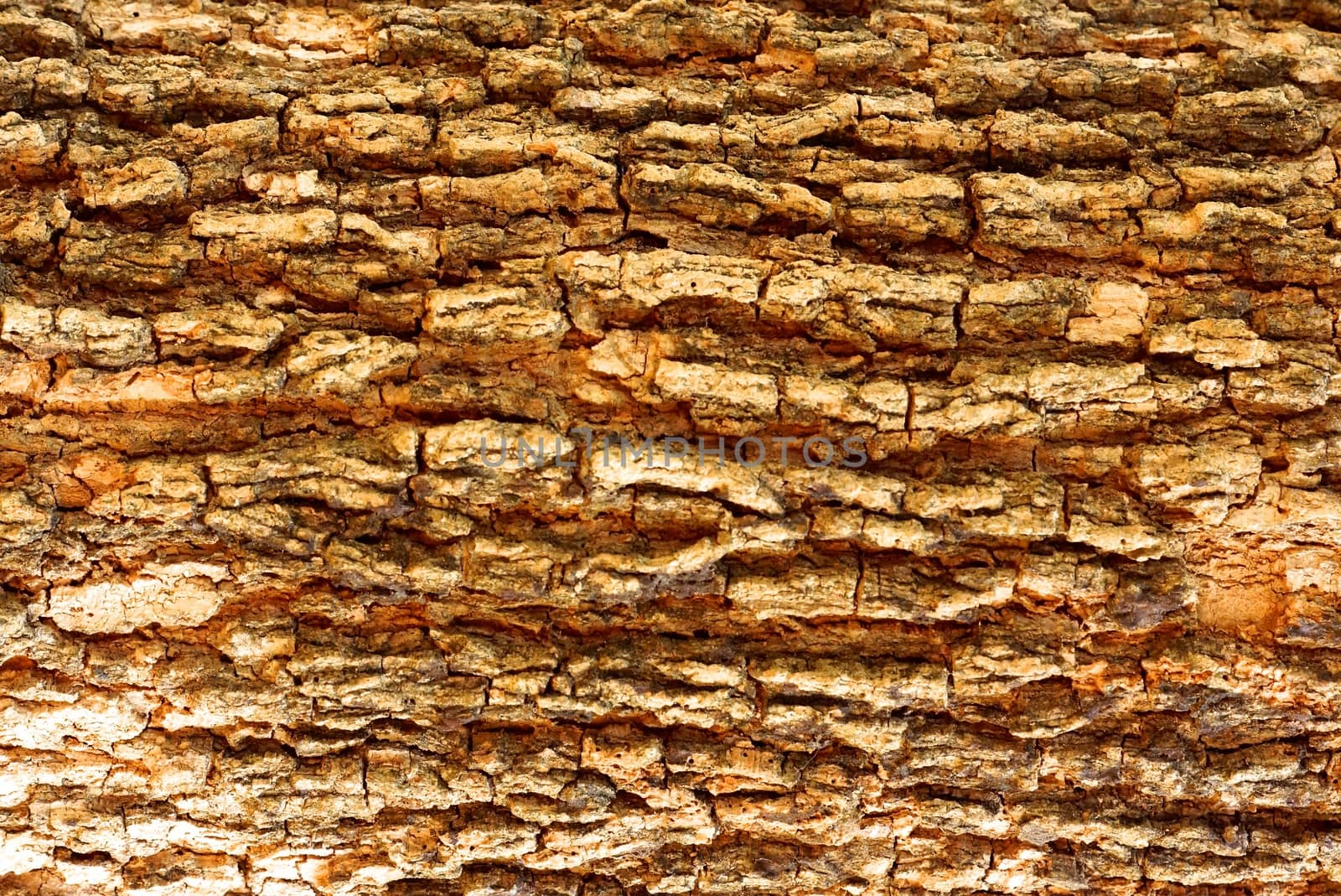 detail of natural wood texture,shallow focus