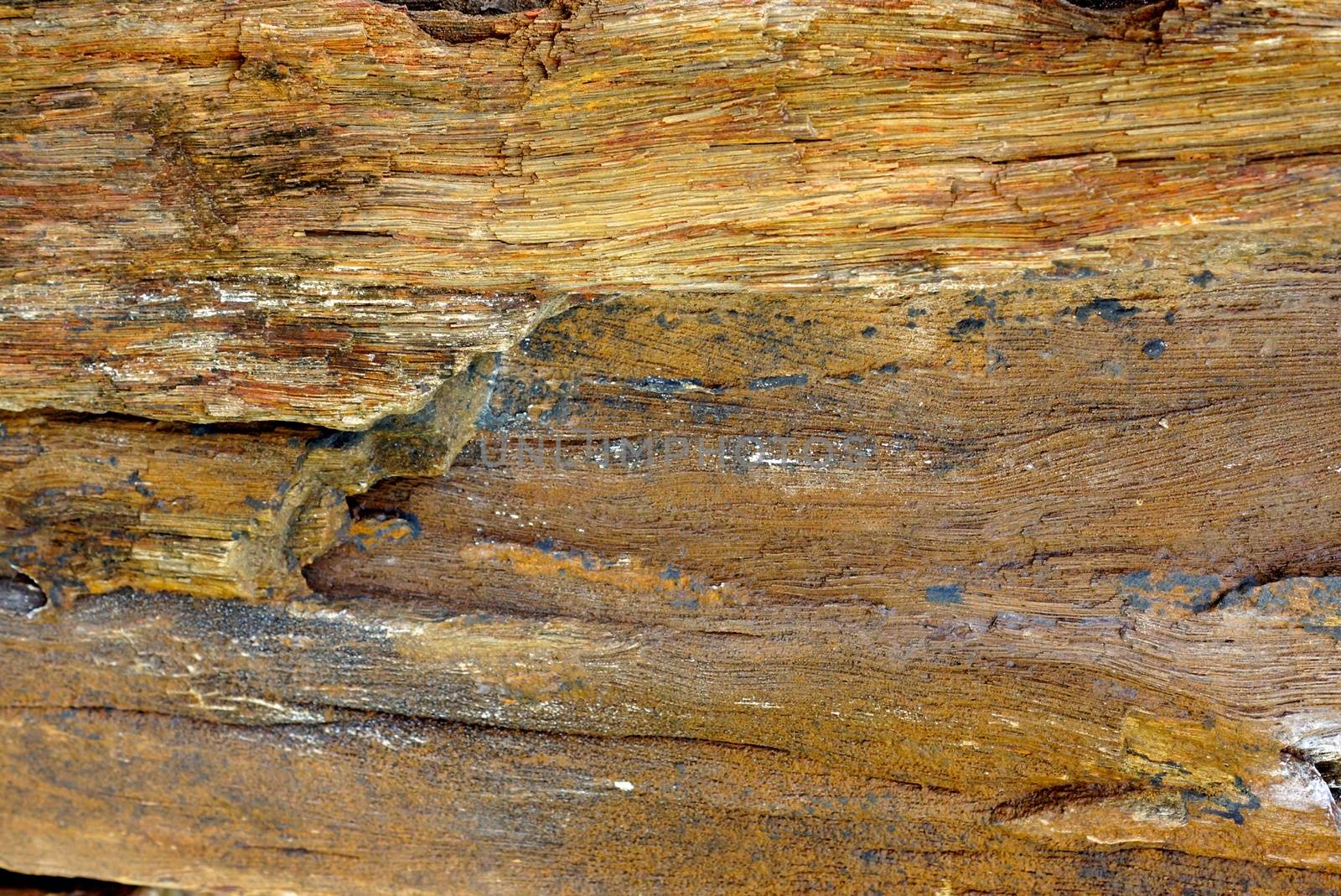 detail of wood fossil that transform to hard stone,shallow focus