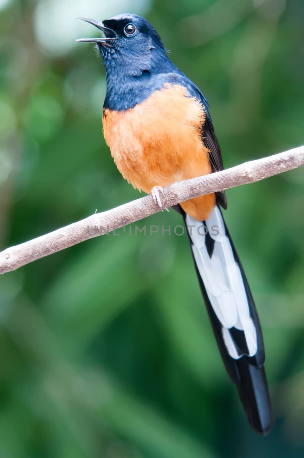 White-Rumped Shama(Copsychus malabaricus) in the nature by digidreamgrafix