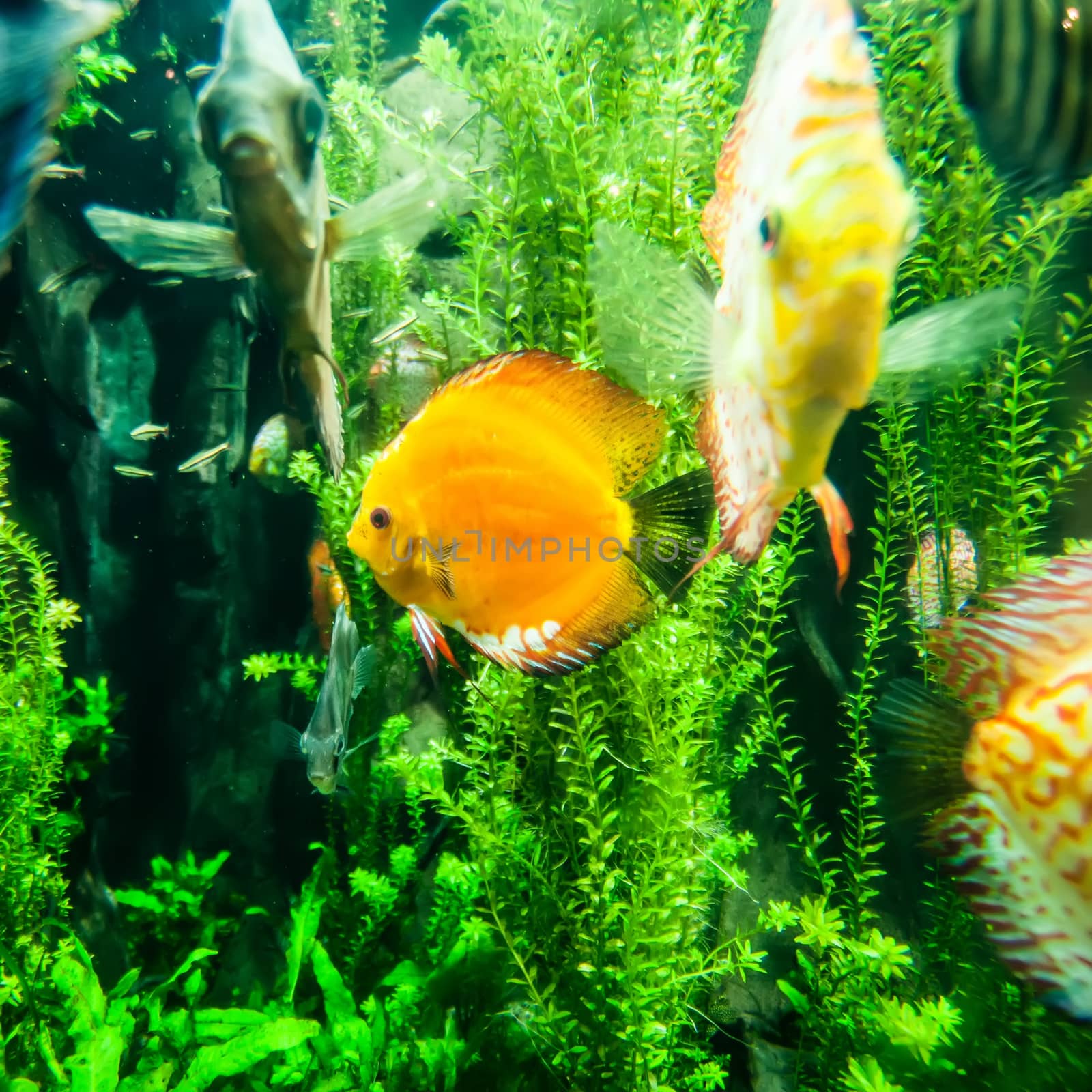 salt water fish in the ocean or aquarium by digidreamgrafix