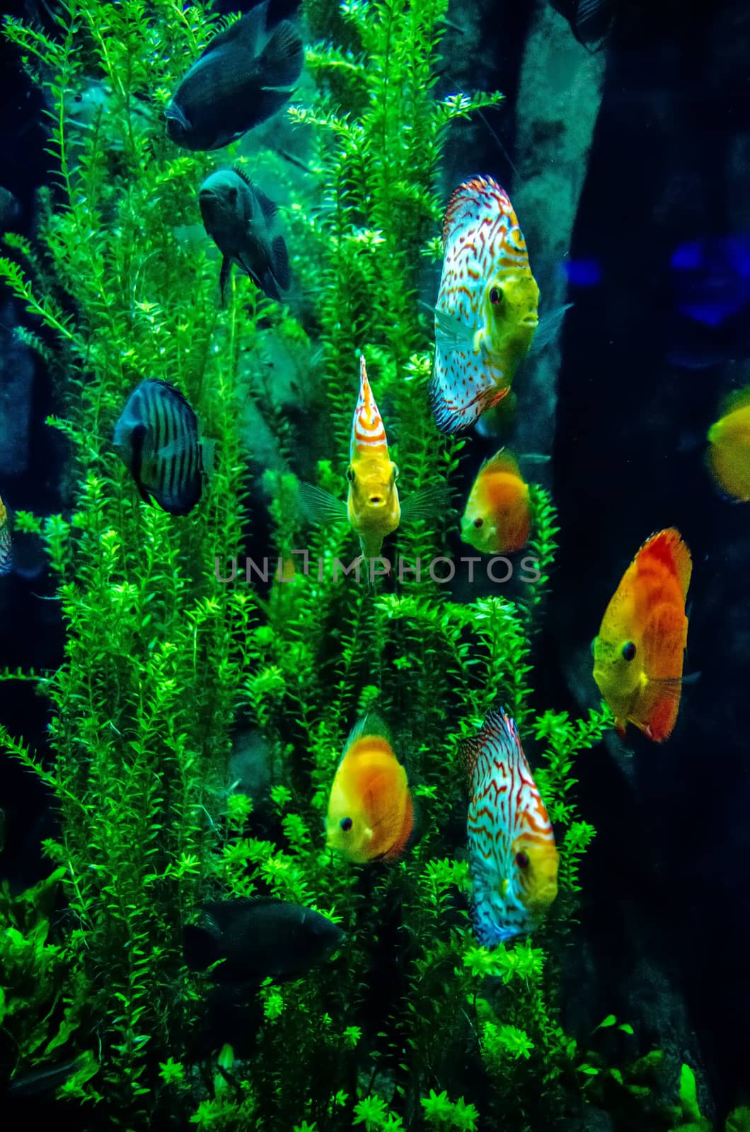 salt water fish in the ocean or aquarium