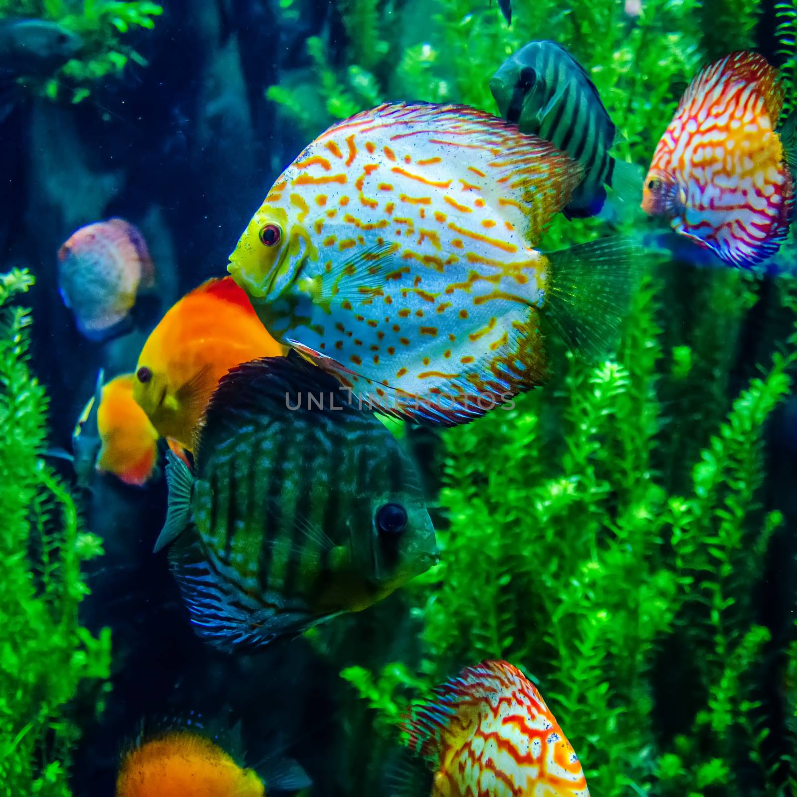 salt water fish in the ocean or aquarium by digidreamgrafix