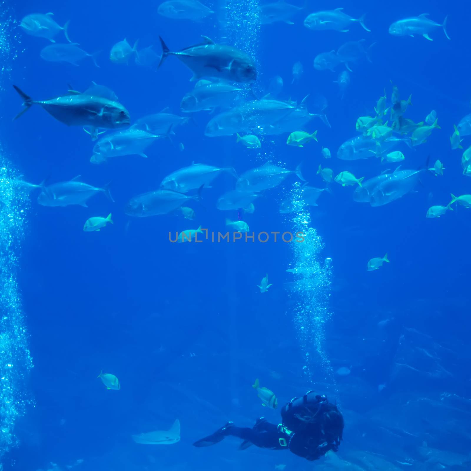 scuba diver with fish in ocean