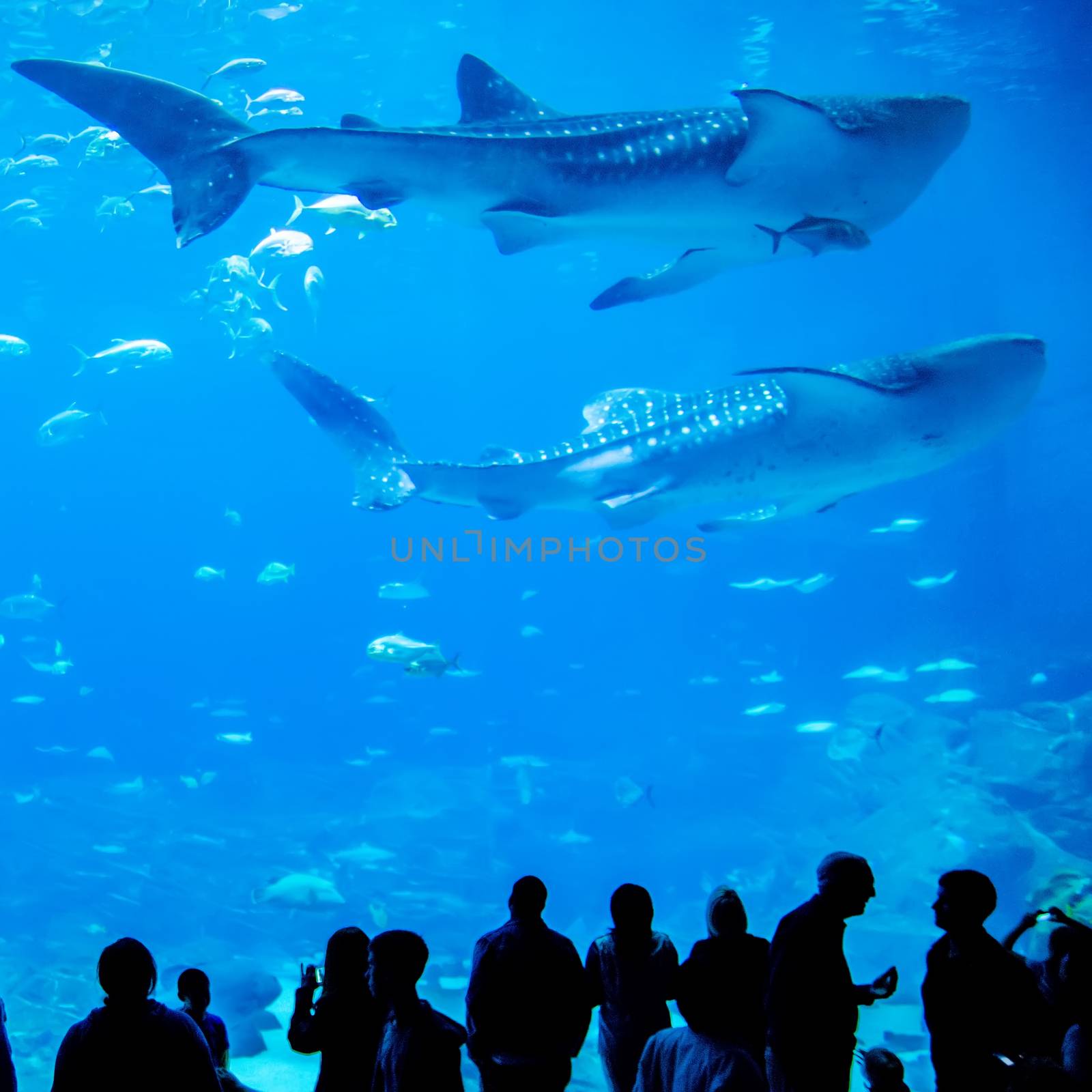 whale sharks swimming in aquarium with people observing by digidreamgrafix