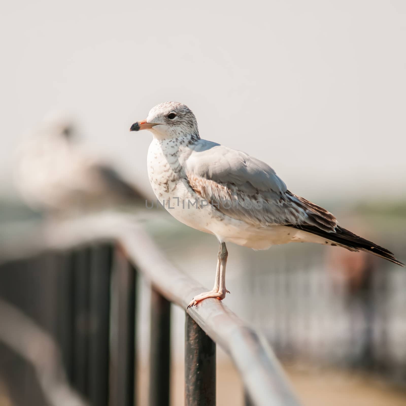 seagull standing on rail by digidreamgrafix