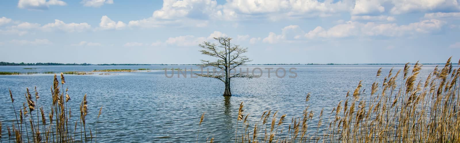 nature around mattamuskeet lake north carolina by digidreamgrafix