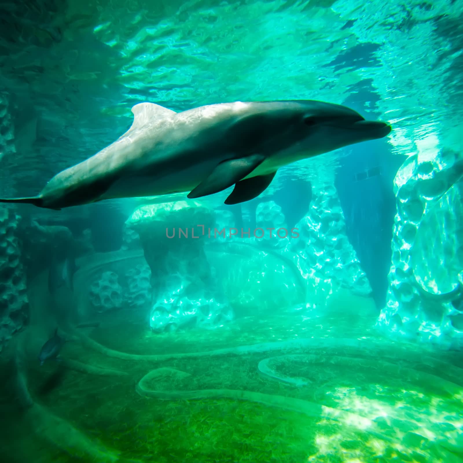 dolphin posing for a camera closeup by digidreamgrafix