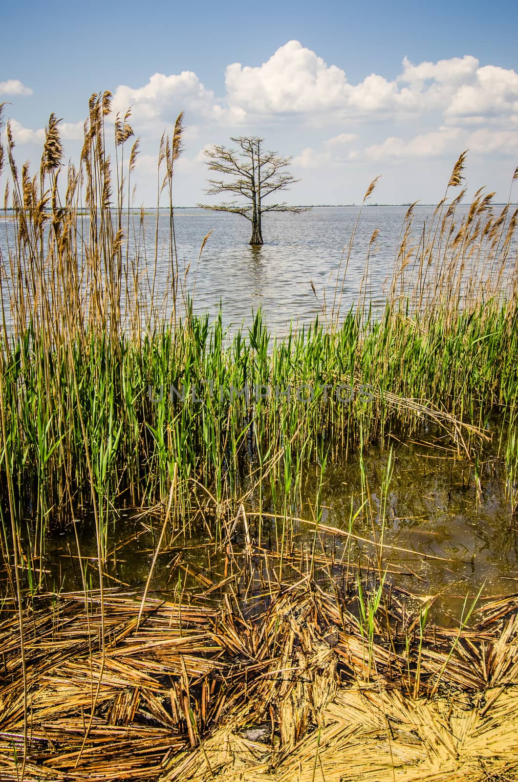 nature around mattamuskeet lake north carolina by digidreamgrafix